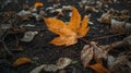 dry maple leaves falling on the ground Royalty Free Stock Photo
