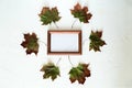 Dry maple leaves and framework on white, top view Royalty Free Stock Photo