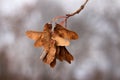 Dry maple seeds helicopter