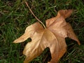 dry mapple leaf isolated on green grass Royalty Free Stock Photo