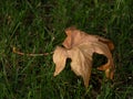 dry mapple leaf isolated on green grass Royalty Free Stock Photo