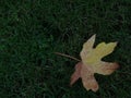 dry mapple leaf isolated on green grass Royalty Free Stock Photo