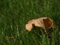 dry mapple leaf isolated on green grass Royalty Free Stock Photo