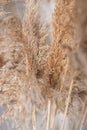 Dry marsh plant reed macro photography with blur
