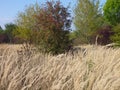 Dry meadow with deep hrass and green treess Royalty Free Stock Photo
