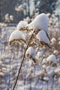 Dry meadow flower with snow cover. Royalty Free Stock Photo