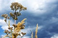 Dry meadow grass against the blue sky. Golden straw. Stems of autumn sedge Royalty Free Stock Photo