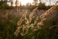 Dry meadow-grass illuminated by the sun on an autumn day. Royalty Free Stock Photo