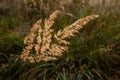 Dry meadow-grass illuminated by the sun on an autumn day. Royalty Free Stock Photo