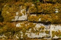 Dry moss and ivy covering a natural stone wall for Background or Wallpaper Royalty Free Stock Photo