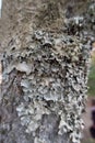 dry moss and lichen on a tree. Royalty Free Stock Photo