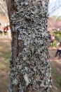 dry moss and lichen on a tree. Royalty Free Stock Photo