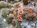 Dry Moss and Pink Succulent on Old Stone Wall