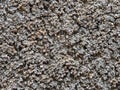 Dry moss texture on the cement wall Royalty Free Stock Photo