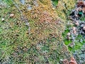 dry moss texture on a very old wall. Royalty Free Stock Photo