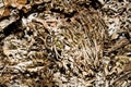 Dry mosses and lichens.Moss and lichen background.