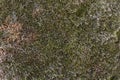 Dry mossy surface on the ground