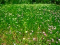 Dry mountain meadows Royalty Free Stock Photo