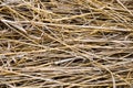 Dry mowed grass. Hay stored for drying. Rustic background. Harvesting feed for livestock. Preparing for winter. Close-up.