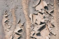 Dry mud pattern in mangrove forest Royalty Free Stock Photo