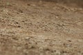 Dry Mud Texture in the Fields Royalty Free Stock Photo