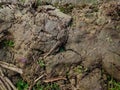 This is the dry muddy soil close up shot in a winter morning on the paddy field Royalty Free Stock Photo