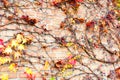 Dry multicolored wild creepy vine Ampelopsis grape branches. Fall season.