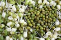 Dry mung bean in heart shape mold and growing mung beans sprouts around. Royalty Free Stock Photo