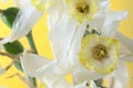 white dried flower on a yellow background. macro