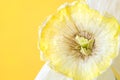 white dried flower on a yellow background. macro