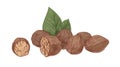 Dry nutmeg or mace nut in shell with seeds and leaves. Aromatic winter spice drawn in vintage style. Colored hand-drawn