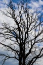 Dry oak against a blue sky with clouds. Royalty Free Stock Photo