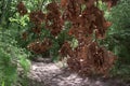 Dry oak branch, hangs over dirt road with ruts