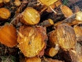 Dry oak firewood stacked in a pile, not chopped whole wood for winter heating fireplace. Natural wood background