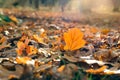 dry oak leaf fell from the tree in autumn, leaf fall season, autumn mood