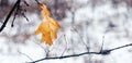 Dry oak leaf in the forest on a tree during a snowfall Royalty Free Stock Photo