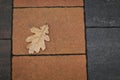 Dry oak leaf on pavement, top view autumn background Royalty Free Stock Photo