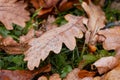 Dry oak leaf with raindrops in the forest on the ground Royalty Free Stock Photo