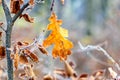 Dry oak leaf on a tree in the forest on a frosty morning Royalty Free Stock Photo