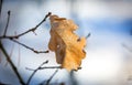 Dry oak leaf on twig Royalty Free Stock Photo