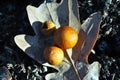 Dry oak leaf with wasp galls, on the ground close up detail, top view