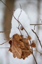 Dry oak leafs covered with snow, close-up, on tree branch in the winter forest