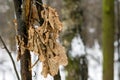 Dry oak leaves on wood Royalty Free Stock Photo