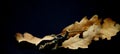 Dry oak tree leaves isolated on black background Royalty Free Stock Photo
