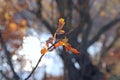 Dry oaken leaves on branch in autumn. Autumn come