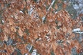 Dry oaken leaves covered with snow on branch of tree