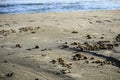 Dry oceanic posidonia seaweed balls on the beach and sand texture Royalty Free Stock Photo