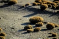 Dry oceanic posidonia seaweed balls on the beach and sand texture Royalty Free Stock Photo