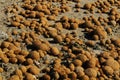 Dry oceanic posidonia seaweed balls on the beach and sand textur Royalty Free Stock Photo