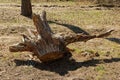 Dry old brown uprooted tree root lies on grass and ground